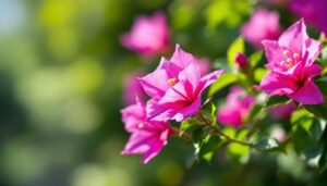 Antwoorden op jullie vragen: schildluizen, bougainville en amaryllis-zaden